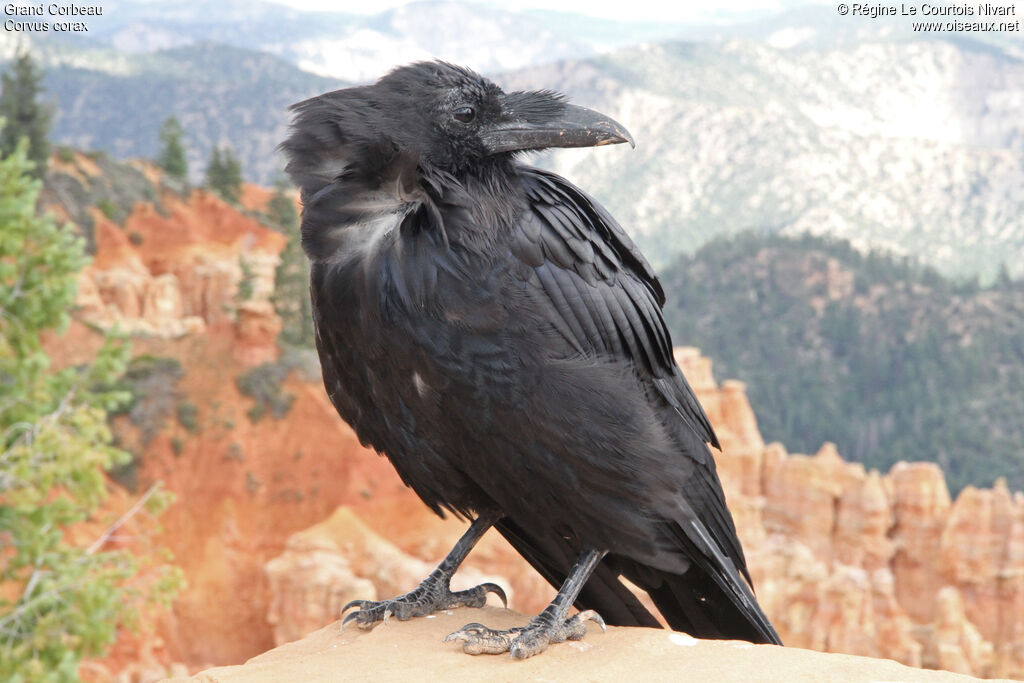 Northern Raven