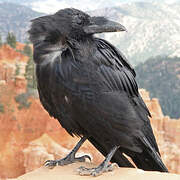 Northern Raven