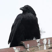 Northern Raven