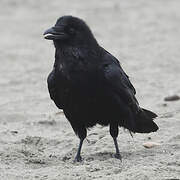 Northern Raven