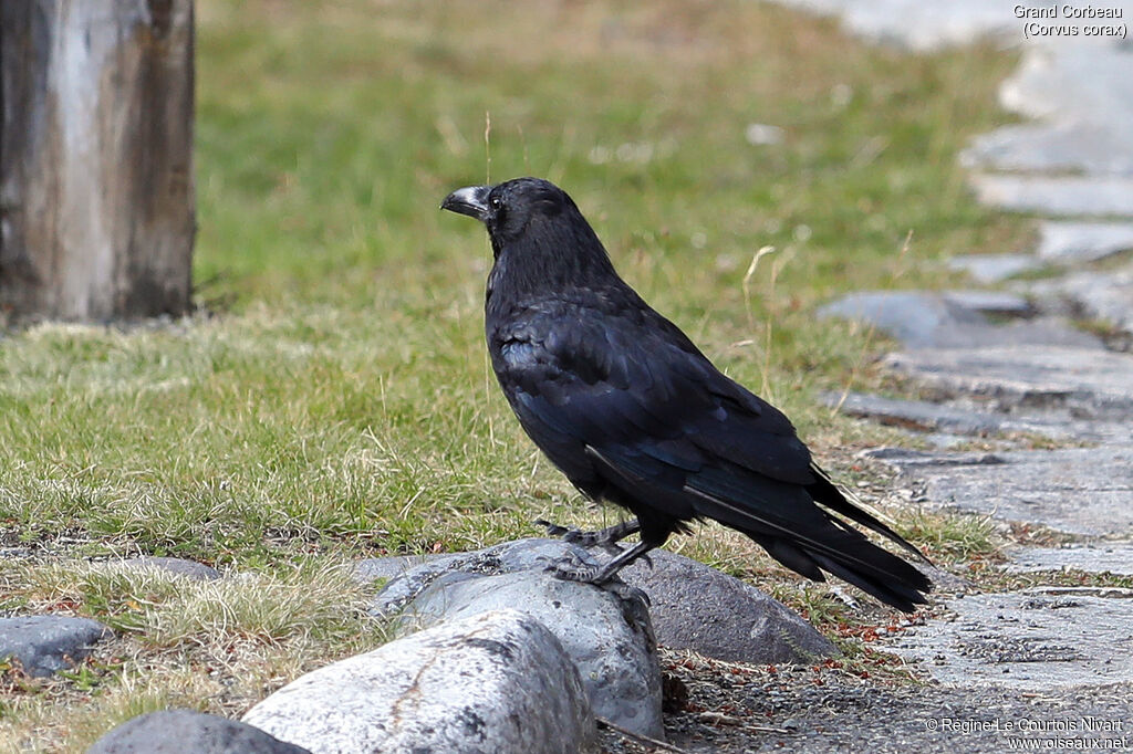 Northern Raven