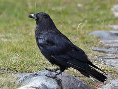 Northern Raven