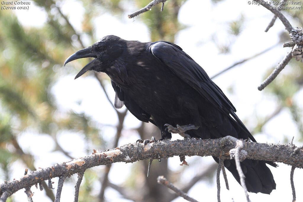 Northern Raven