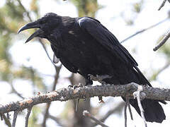 Northern Raven