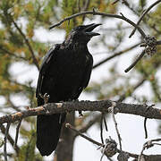 Northern Raven