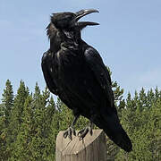 Northern Raven