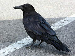 Northern Raven