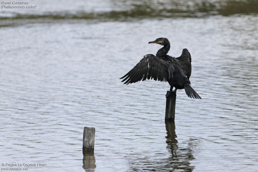 Great Cormorant