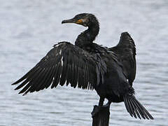 Great Cormorant