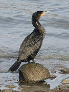 Great Cormorant