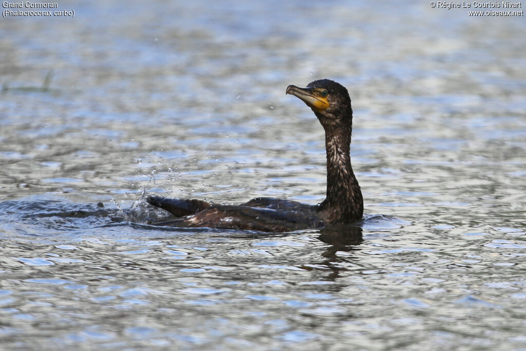 Great Cormorant