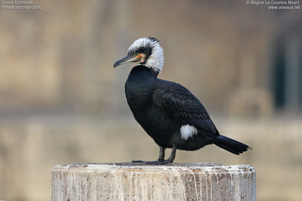 Grand Cormoranadulte nuptial