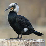 Great Cormorant