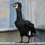 Great Cormorant