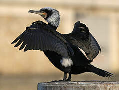 Great Cormorant