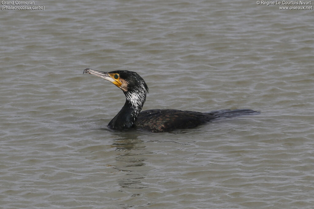 Great Cormorant