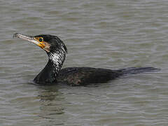 Great Cormorant