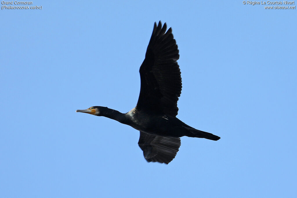 Great Cormorant