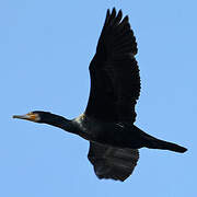 Grand Cormoran