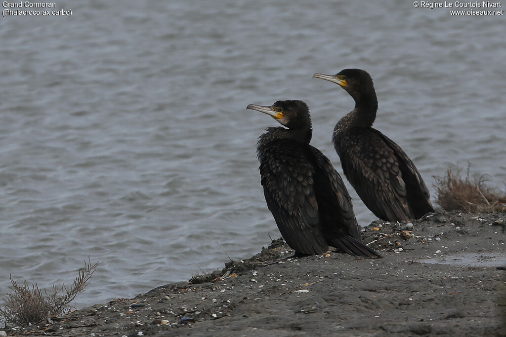 Grand Cormoran