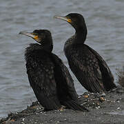 Great Cormorant