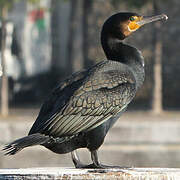 Great Cormorant