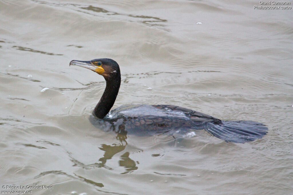 Grand Cormoran, Comportement