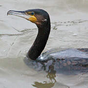 Great Cormorant