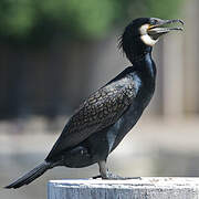 Great Cormorant