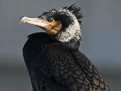 Great Cormorant