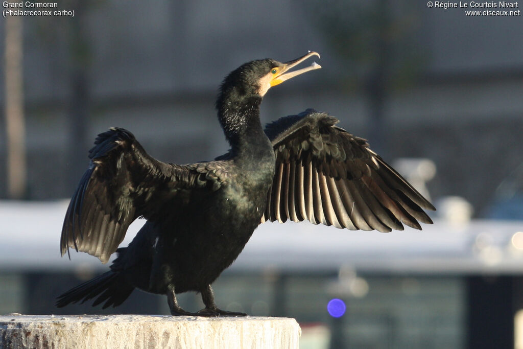 Great Cormorant