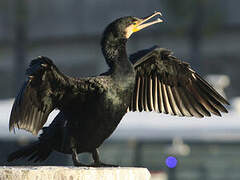 Great Cormorant