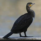 Grand Cormoran
