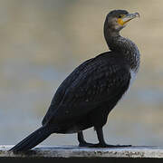 Great Cormorant