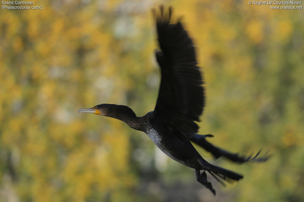 Great Cormorantimmature, Flight