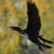 Great Cormorant