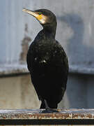 Great Cormorant