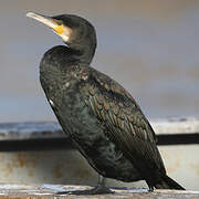 Great Cormorant