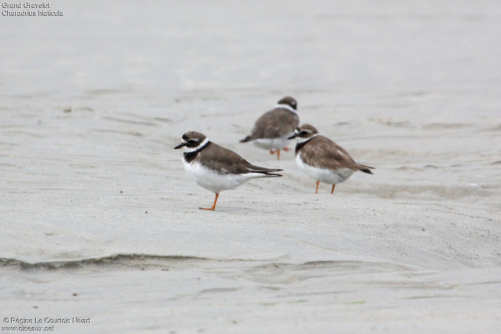 Common Ringed Plover