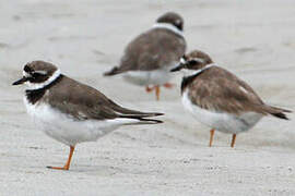 Common Ringed Plover