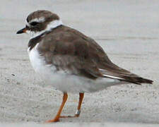 Common Ringed Plover