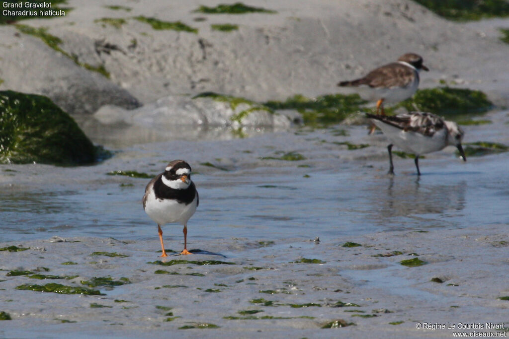 Common Ringed Ploveradult