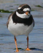 Common Ringed Plover