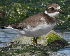 Common Ringed Plover