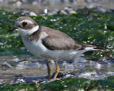 Common Ringed Plover