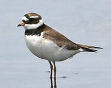 Common Ringed Plover