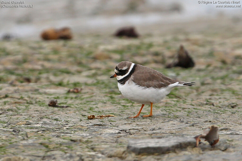 Common Ringed Plover