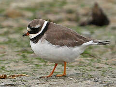 Common Ringed Plover