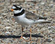 Common Ringed Plover