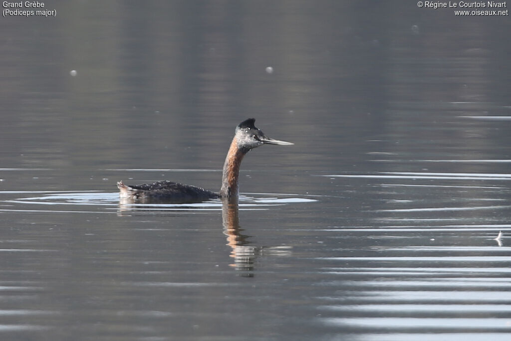 Great Grebe